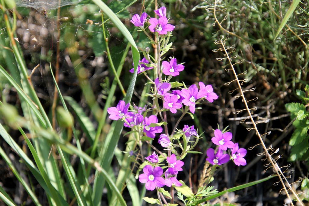 Legousia speculum-veneris